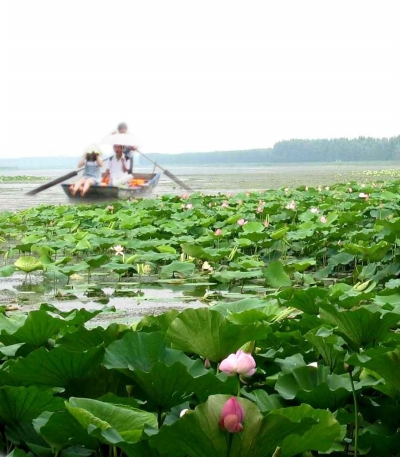 江夏法泗赏荷采莲节周六开幕(图)