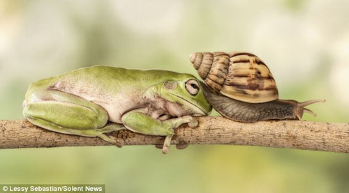 蜗牛最终爬越了青蛙的后背。