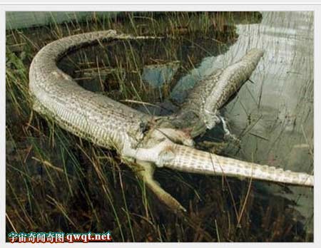 盘点惨死的巨型大蟒蛇 16米多大蛇精成榜首(1