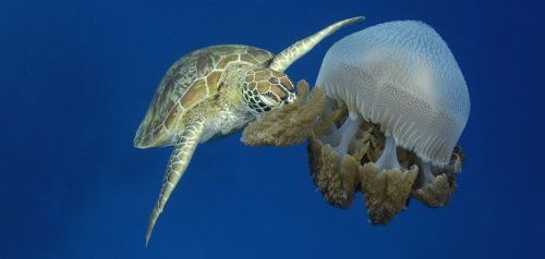 10、海龟咀嚼发光水母