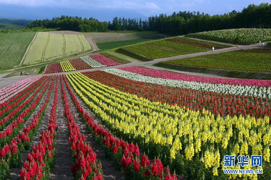 日本北海道花海似彩虹(组图)