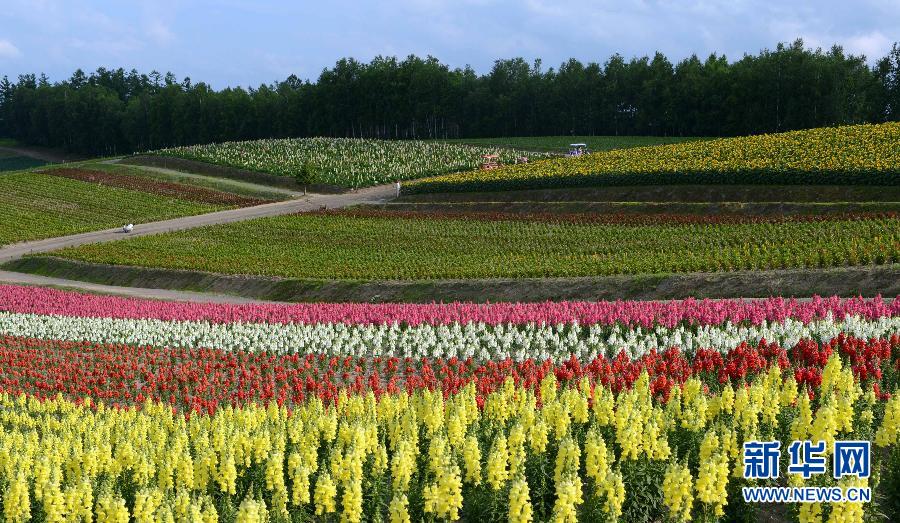 日本北海道花海似彩虹(组图)