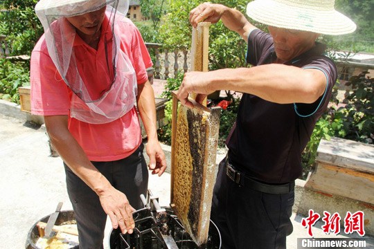 江西养蜂人的"a过程过程"提取实拍事业蜂蜜魔力宝贝1级北极熊太少图片