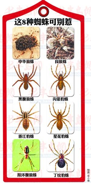 8种毒蜘蛛千万别碰(图)