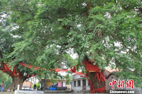 中新网张家口7月12日电(谭地 宋锦丰)俗话说"十年树木百年树人"