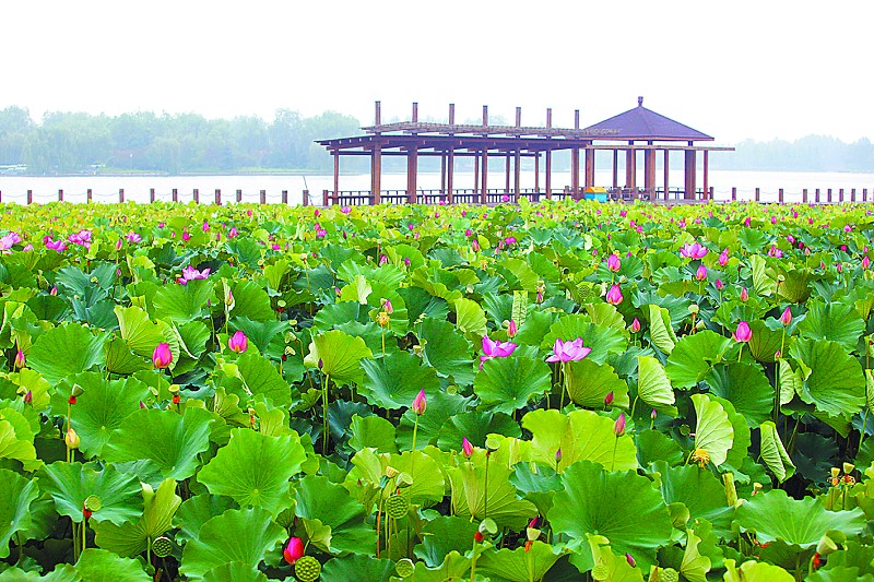 雨水不断 石家庄市植物园赏荷正当时(图)