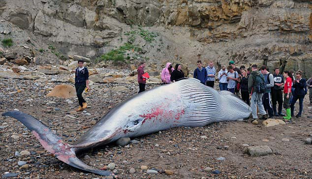 英海滩现小须鲸尸体疑因捕捉死亡(组图)