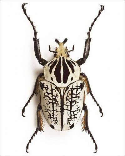 近日,国外一家网站为我们盘点了世界上现存最大的十类昆虫.