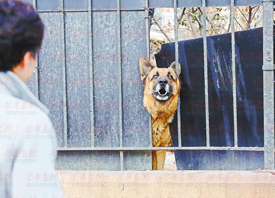 青岛禁养犬处置限期过半 10位犬主人8位在观望