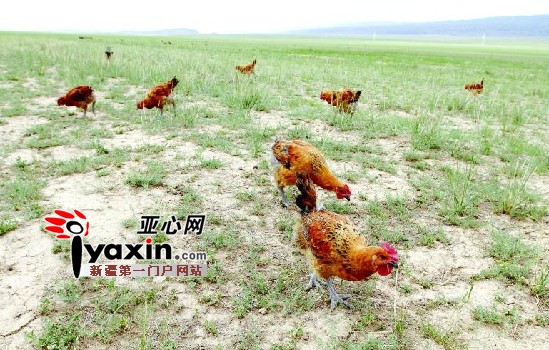 图为牧鸡在伊吾县前山乡草原上觅食蝗虫.高剑摄