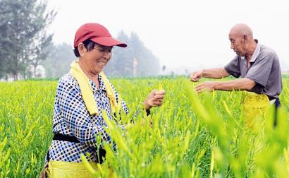 永济蒲州镇鲁家村将黄花菜项目作为增加农民收入产业(图)