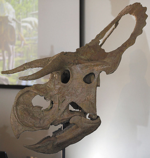 美国犹他州发现新种恐龙，类似牛角的犄角和大鼻子是最大特征。美联社