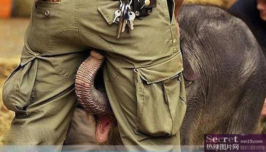 盘点全球搞笑动物照片:大象堪称搞笑高手\/组图