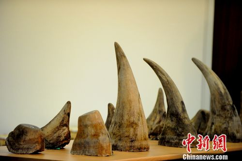 白犀牛角图片_亚洲犀牛角价格_卡通犀牛角_犀牛角 ...