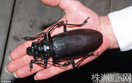 揭秘热带雨林巨型甲虫 利爪能将铅笔折断(组图) (1)