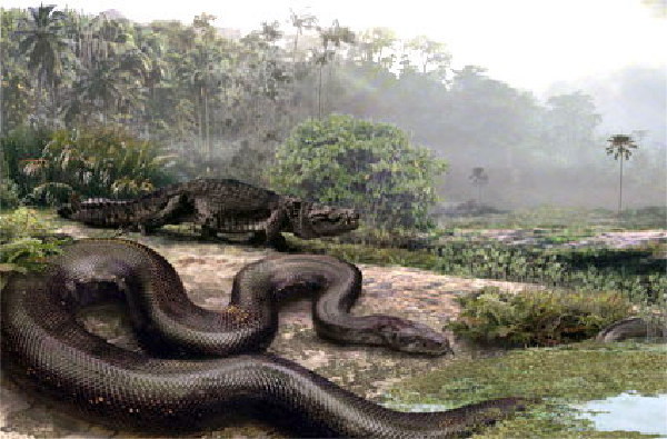anaconda)是世界上最重的蛇类