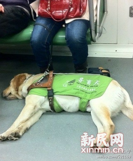 图说:1号线地铁上的导盲犬。来源:新浪微博（请图片作者与本网联系以奉稿酬）
