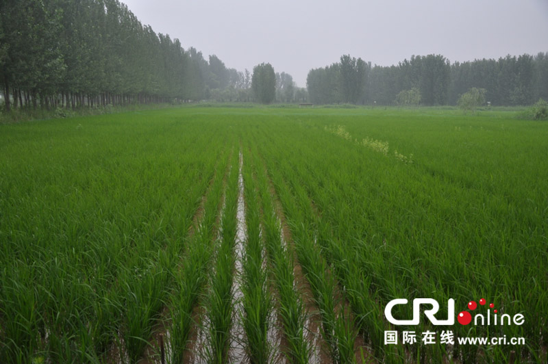 河南原阳行:黄河稻夫的古法种植(高清组图)
