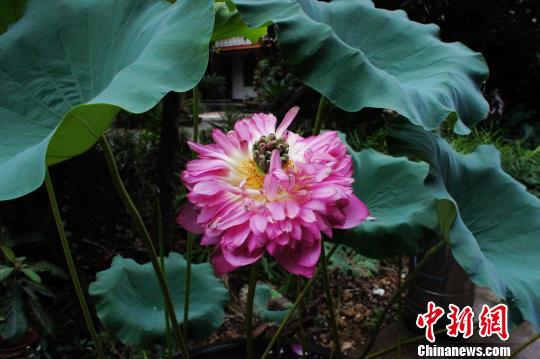罕见紫红色千叶宝莲在广东南华寺盛开(图)图片