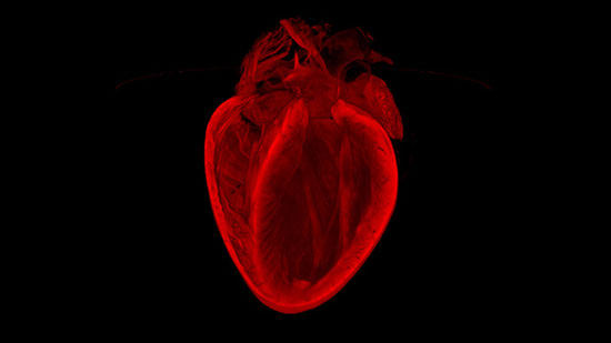 令人血脉膨胀的显微心脏照片(组图)