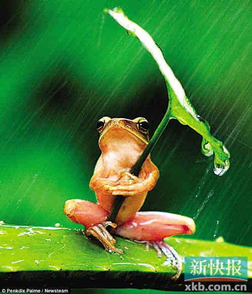 萌翻微博的打伞树蛙竟是摆拍