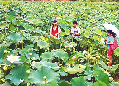 又是一季荷花绽放,26日,为期三个月的首届中国五夫荷花节在五夫镇盛大