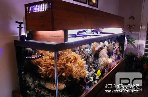 在小丑鱼@海水鱼论坛分享珊瑚缸饲养经验