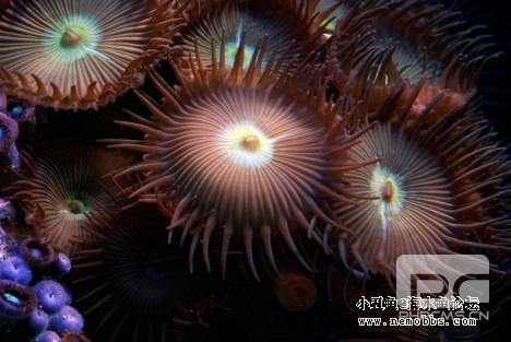 在小丑鱼@海水鱼论坛分享珊瑚缸饲养经验