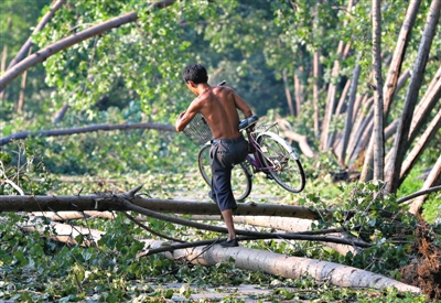 昨日，房山琉璃河镇南洛村，男子搬着自行车越过倒在路上的树木。7月31日晚，雷雨和冰雹袭击琉璃河镇，造成两万多棵树木倾倒，并对农业生产造成影响。