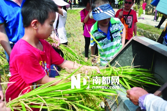 【图】小学生们收稻谷 体验"粒粒皆辛苦(图)