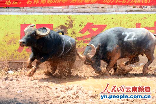 8月1日,2013年中国石林国际火把狂欢节第四届石林职业斗牛超级联赛野