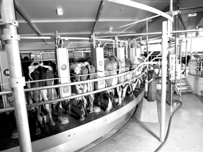 新西兰恒天然集团一家牧场的挤奶车间。该集团前日宣布，集团设在北岛怀卡托地区的工厂去年5月生产的浓缩乳清蛋白粉中检测出肉毒杆菌。新华社发