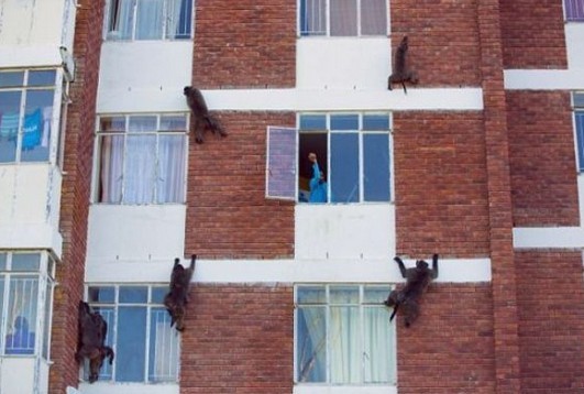 南非街头上演真实《猿族崛起》 狒狒入室抢劫