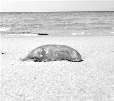 海蜇属空肠动物，通体透明或半透明，伞盖下有许多触须，其上有密集的刺丝囊，内含毒液。当触须触及人体及皮肤时，即可刺入皮肤并放出毒汁，使人体中毒。 图/CFP