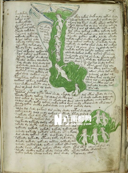 耶鲁大学藏600年前手稿:裸女作插图 文字无人懂伏尼契手稿的植物插图
