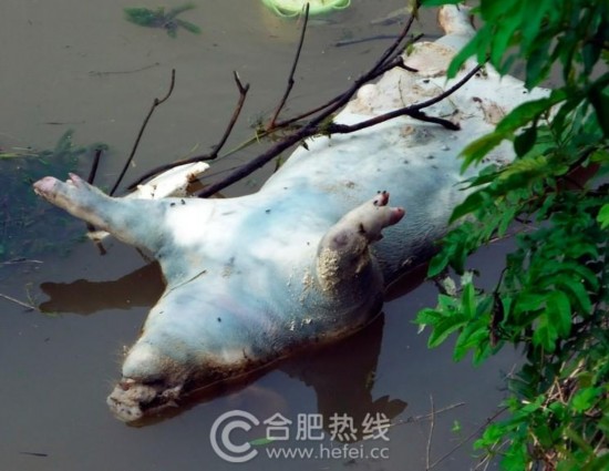长江再遭死猪入侵 部分死猪爬满蛆虫恶臭熏人(图)