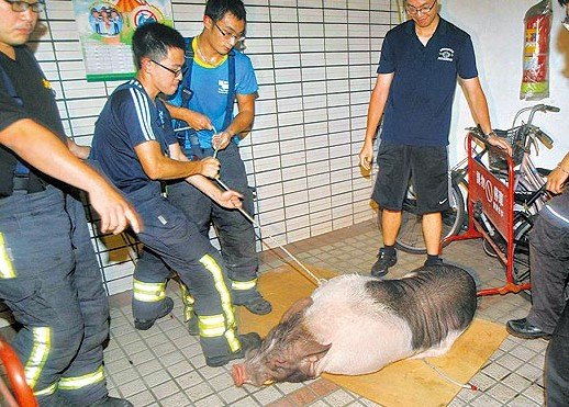 台湾200公斤猪逛大街被五花大绑抬走图
