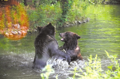 两只棕熊戏水纳凉。