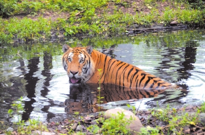 老虎泡在水里降温。