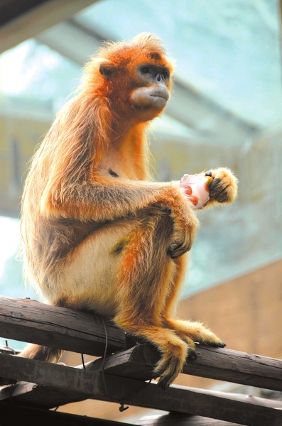 金丝猴吃冰冻水果消暑。
