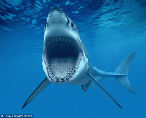 资料图:鲨鱼张开大嘴.