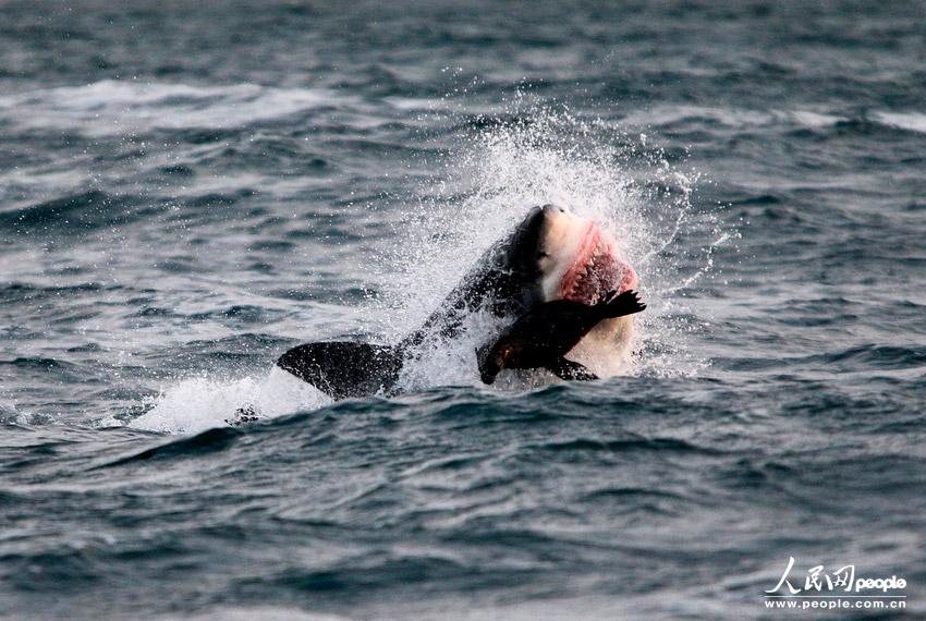 南非海豹岛大白鲨攻击猎物 场面残忍极其血腥