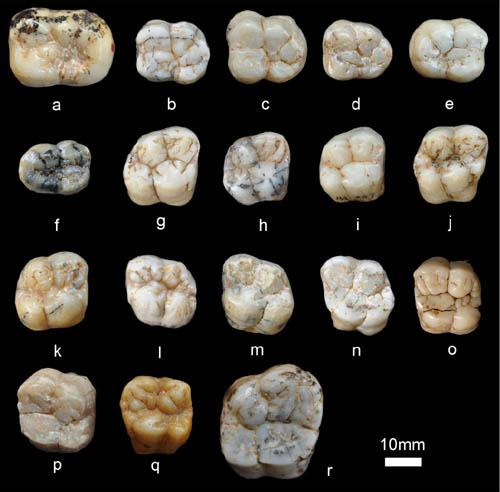 古脊椎所利用高精度CT设备研究巨猿牙齿获新