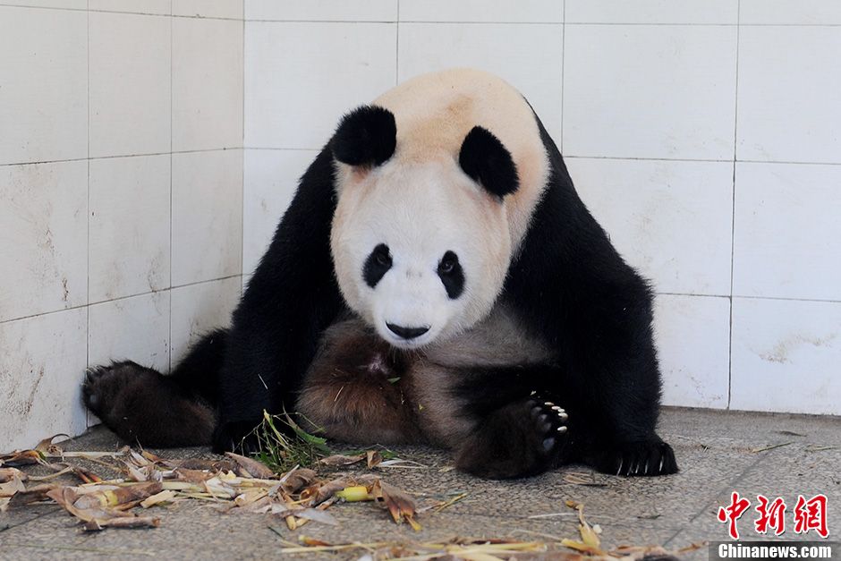 大熊猫瑛华在中国保护大熊猫研究中心顺利产