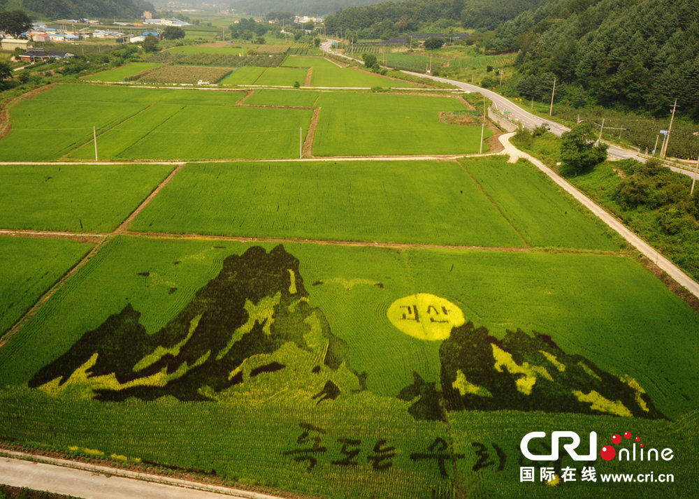 当地时间2013年8月12日,韩国忠清南道槐山郡的一块水稻田由彩色水稻绘