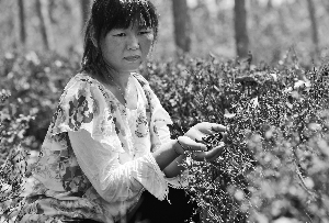 8月12日，江西九江县新塘乡茶农吕堂梅查看干枯的茶树面带忧愁。 新华社发
