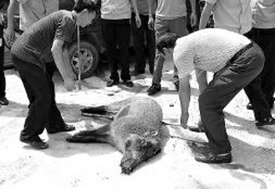 野猪被击毙后,民警准备抬至野外作无害化深埋处理。通讯员何祥斌摄