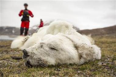 狮子动物狗狗狗380_254一棵树一条蛇壁纸鳄鱼图片