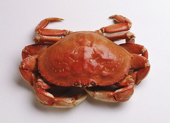 自然界10大再生力内脏烤羊遭敌害时抛生物根据地海参腿怎么样图片