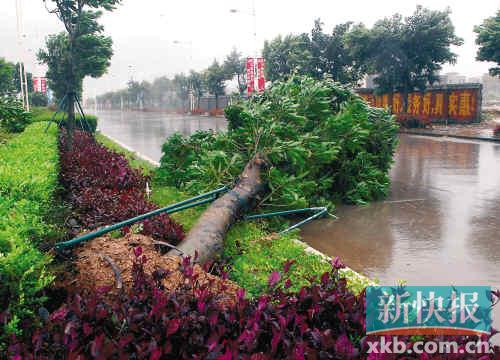 阳江市街头的树木被台风吹倒在地，将马路阻断。新华社发